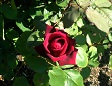 Rose 2.JPG